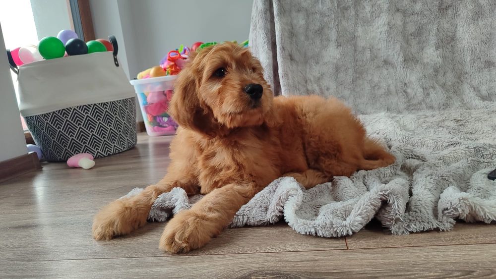 Irishdoodle badania genetyczne goldendoodle