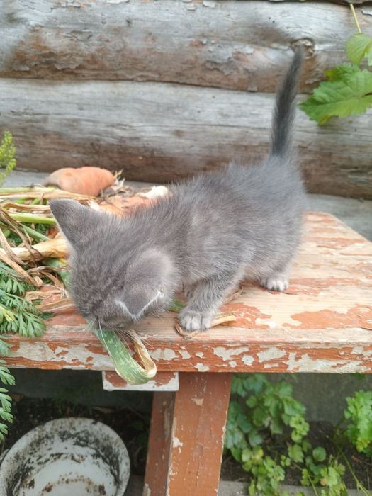 Маленькі кошенята відам у добрі руки.