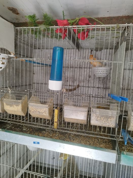 Vendo todo o meu plantel de canários reprodotores e novos gaiolas em bom estado motivo doença