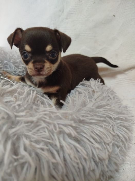 Chihuahua macho pelo curto