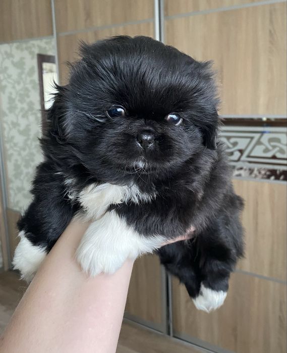 Пропонується цуценя пекінеса