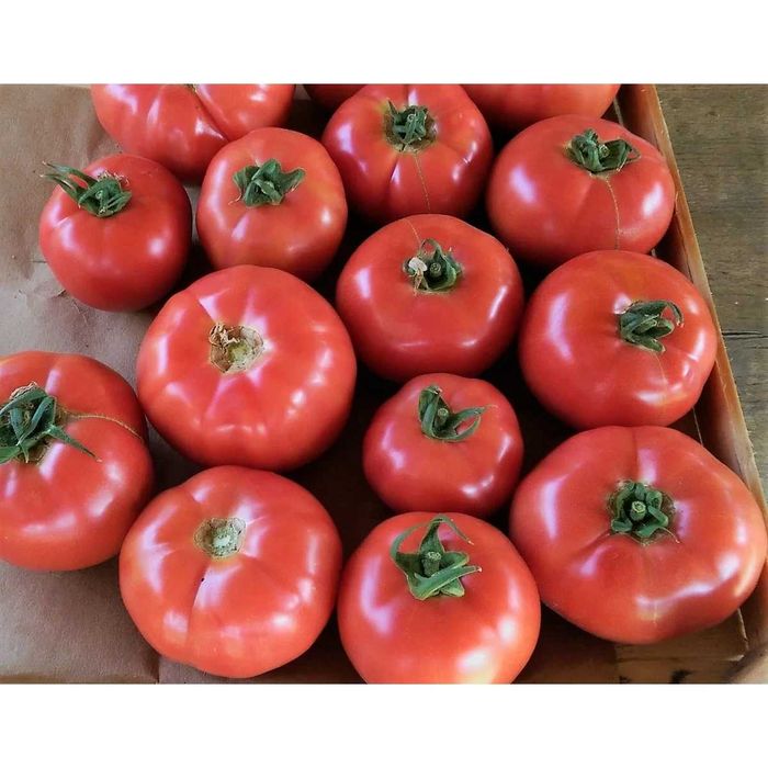 Nasiona pomidory Honey Moon, Eurasia. Holenderskie