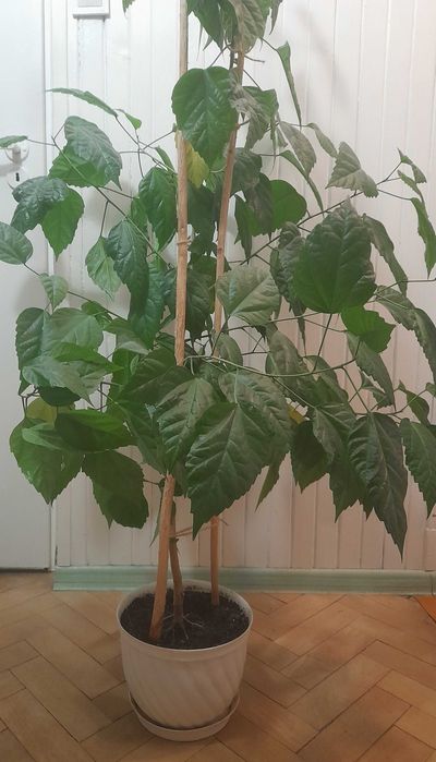 Chińska róża - Hibiskus domowy