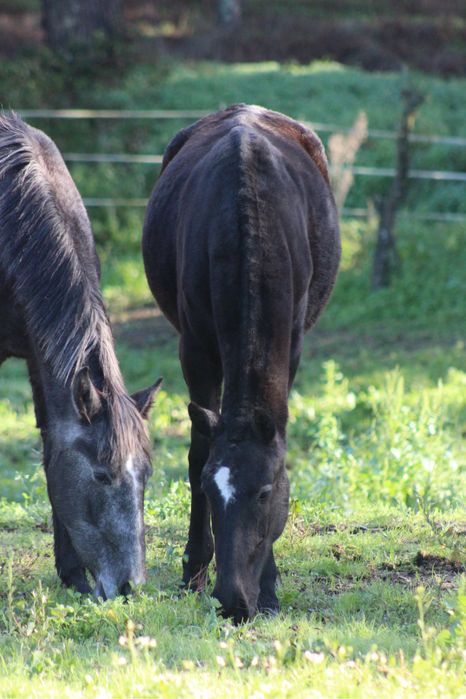 Poldra Ubana muito tipica