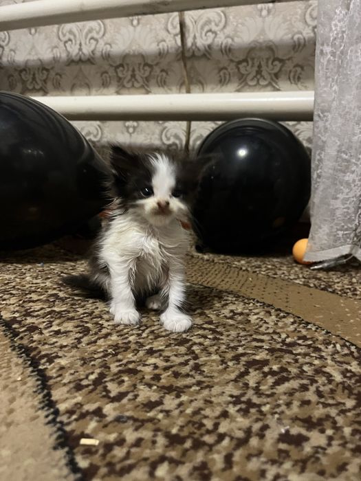 Котинятко дівчинка відамо в гарні руки