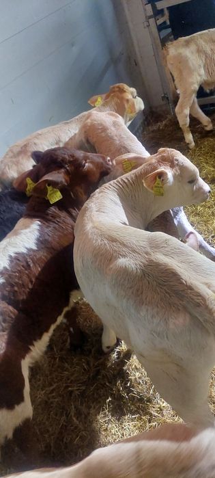 Do sprzedania cielęta byczki