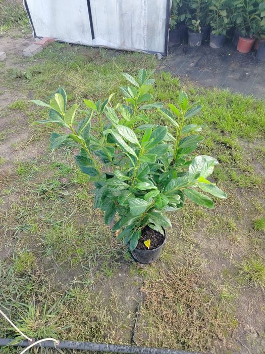 Laurowiśnia Novita wys 70cm w donicy 3 litry