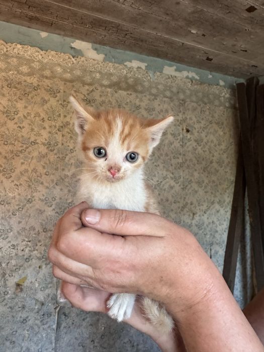 Маленькі кошенятя