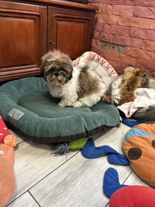 Chłopiec Shih Tzu z rodowodem szczeniak