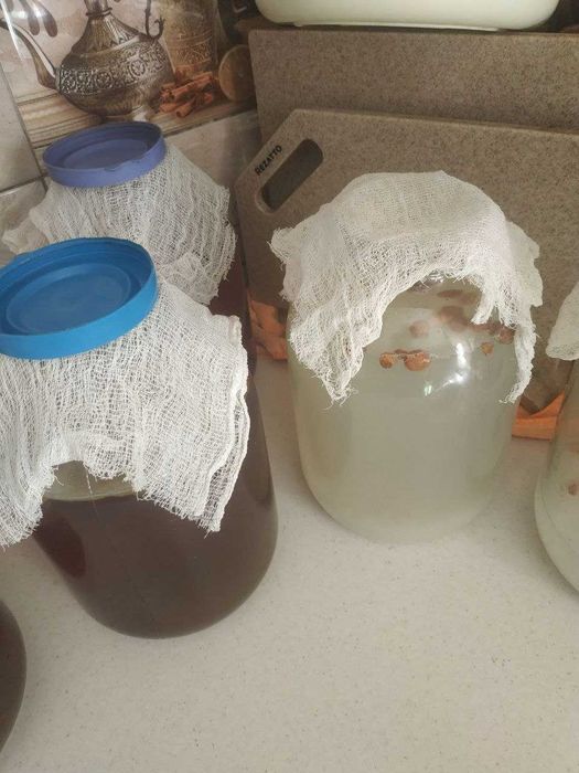 Чайный гриб "Комбуча".