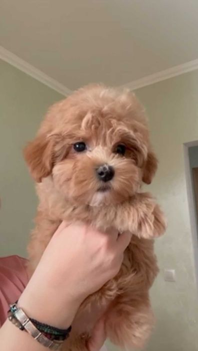 Мальтипу. Карамельная девочка.