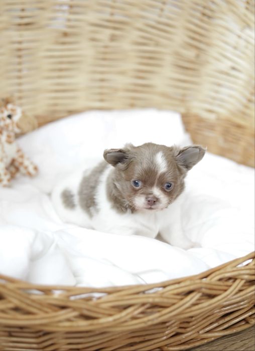 Друг для души, мальчик