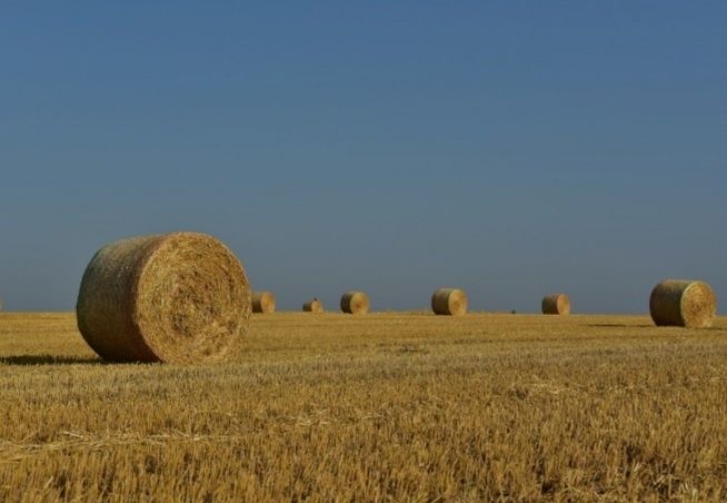 Fardos/Rolos de Feno/Palha