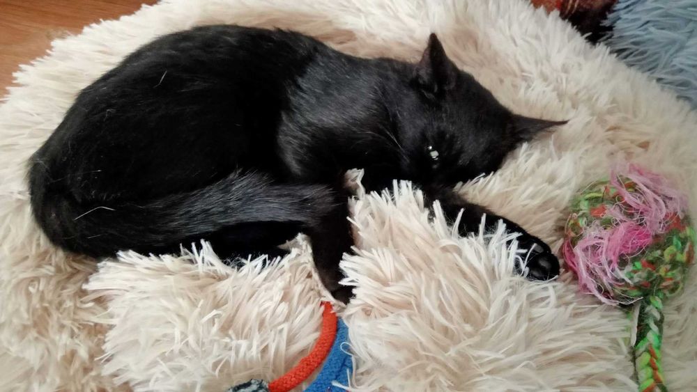 Piękna kotka Morgana szuka domku