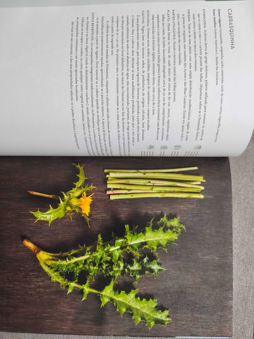 Alimentação, Natureza e Paisagem - Plantas Silvestres,Alimentares, Aromáticas e Medicinais