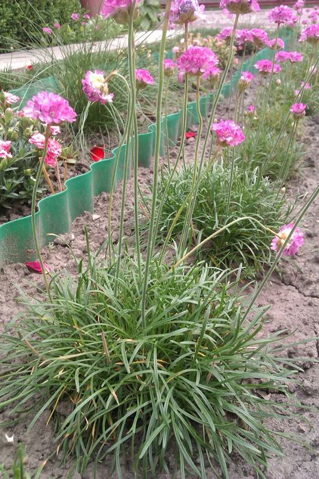 Продам надлишки рожевої армерії