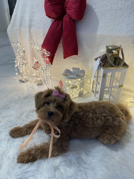 Помапу  ваш найкращий подарунок літа