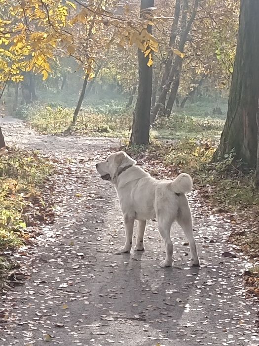 Алабай предлагает вязку
