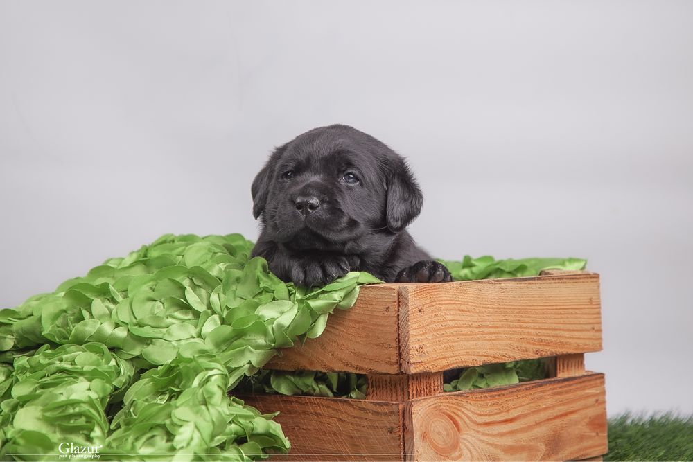 Цуценята лабрадор ретривера, розплідник FCI UKU