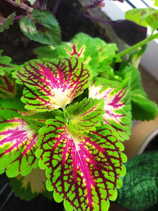 Koleus pokrzywka 8sztuk