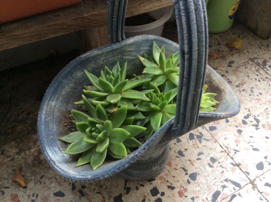 Vendo vaso em ceramica com katos