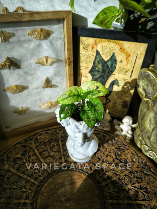 Monstera Adansonii Aurea Mint variegata