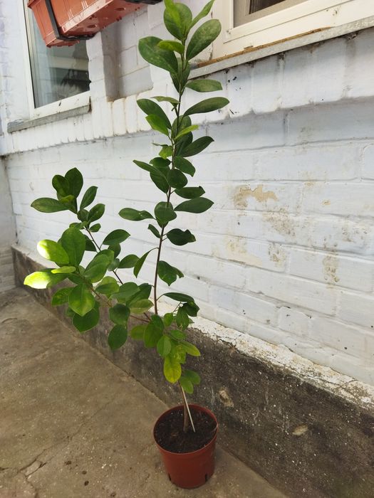 Продам комнатные цветы. Фикусы и драцену.