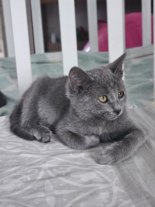 Віддам безкоштовно британське прямовухе кошеня