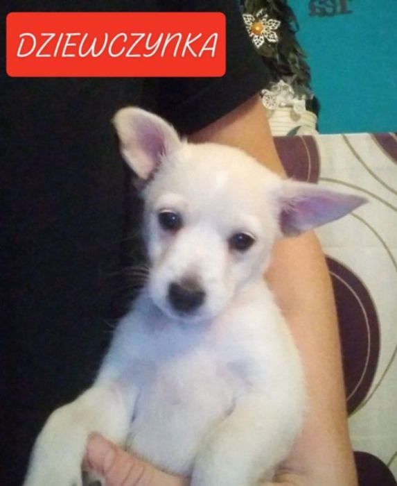 Oddam  szczeniaczki w dobre ręce
