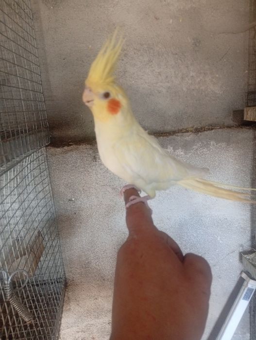 Aves domesticadas