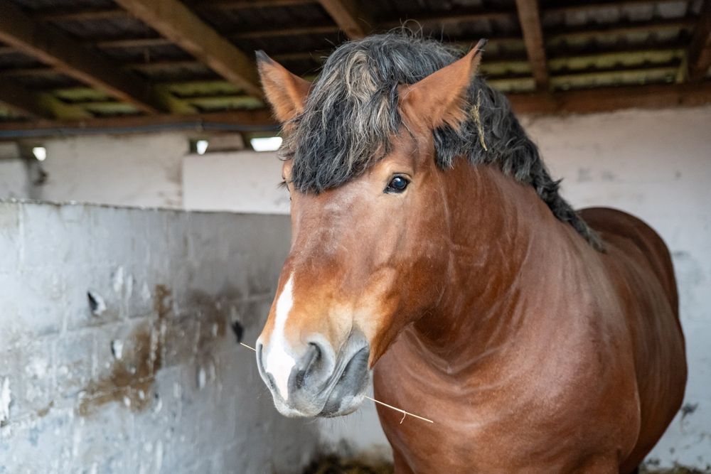 Stanówka ogiery pkz /sztum