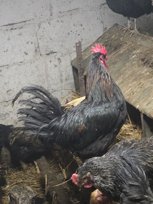 Sprzedam koguty młode