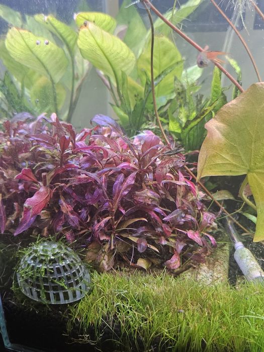 Planta para aquario Alternanthera reineckii