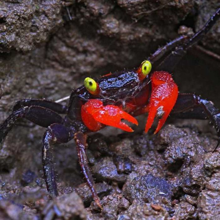 GB Krab Red Devil - dowóz ryb!