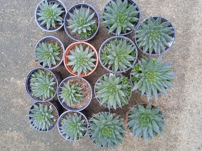 Catos ou suculentos para o seu jardim