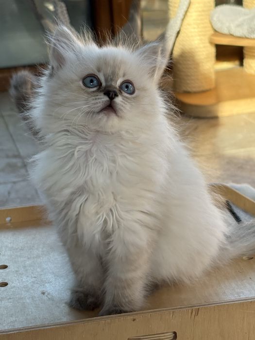 Kotka Ragdoll ..Dostepna   Rodowod FPL