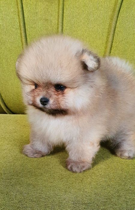 Померанский шпиц мальчик !