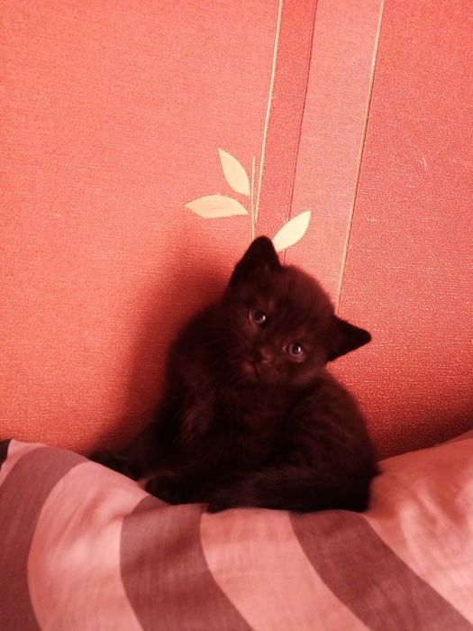Віддам котят в добрі руки.