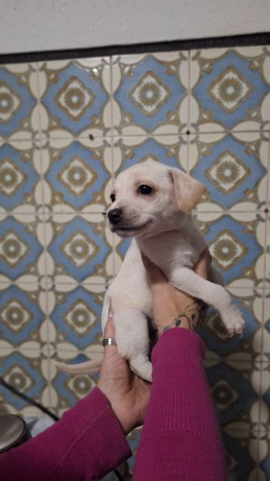 3 caezinhos machos para adoção