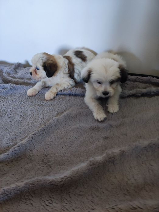 Gotowe do zmiany domu Maltipoo