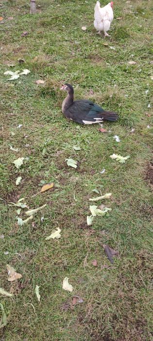 Качур Індо качка.Весна 25.