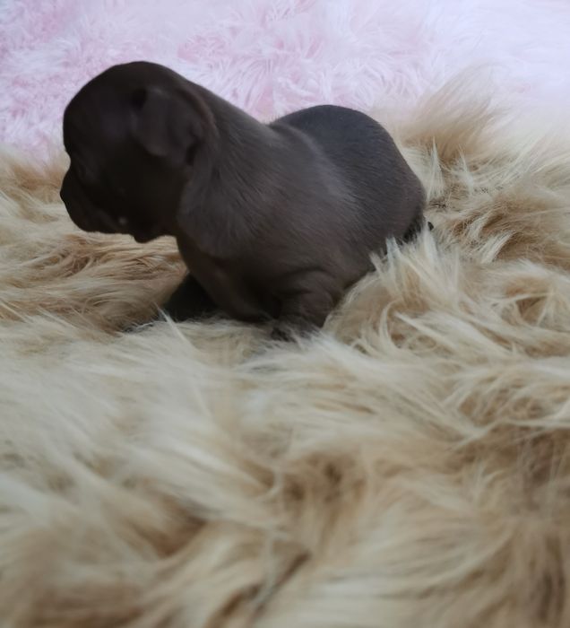 Suczka Chihuahua