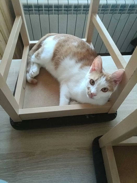 Charlie – kocie serce na czterech łapkach, które kocha bez granic.