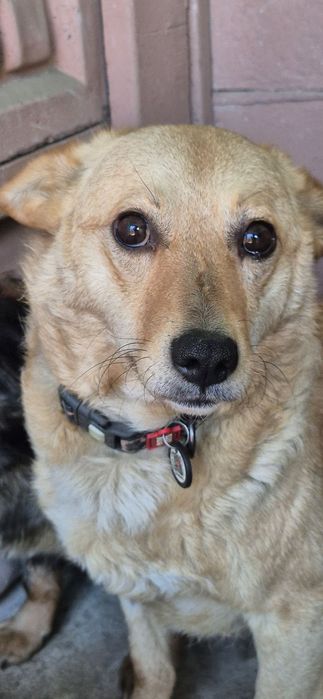 Suczka około 3 lata