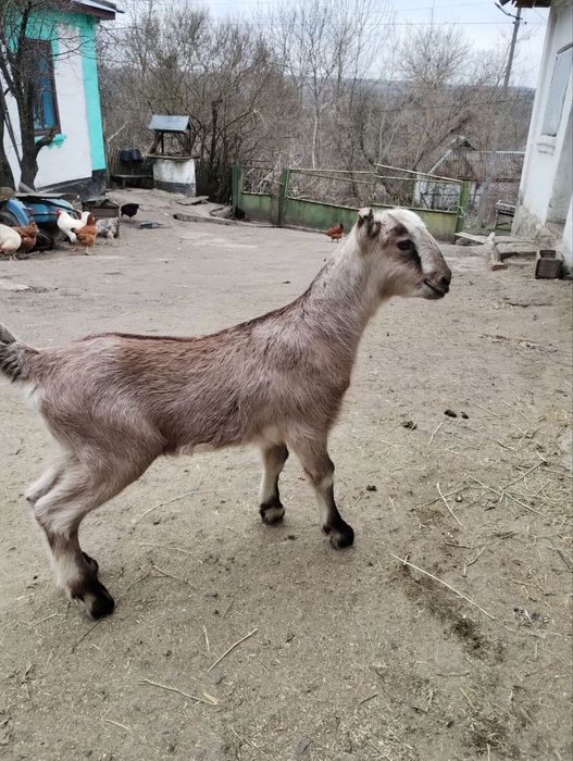 Англонубійські кози та козенята