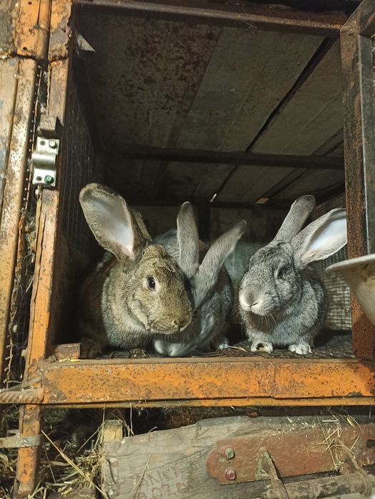 Продаю кролі різних порід