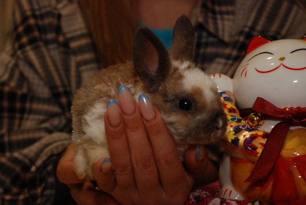 Кролик Рекс, кудрявый кролик, гипоаллергенный кролик