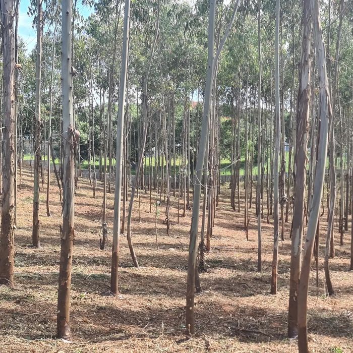 Limpeza / Desmatação de mato em terrenos