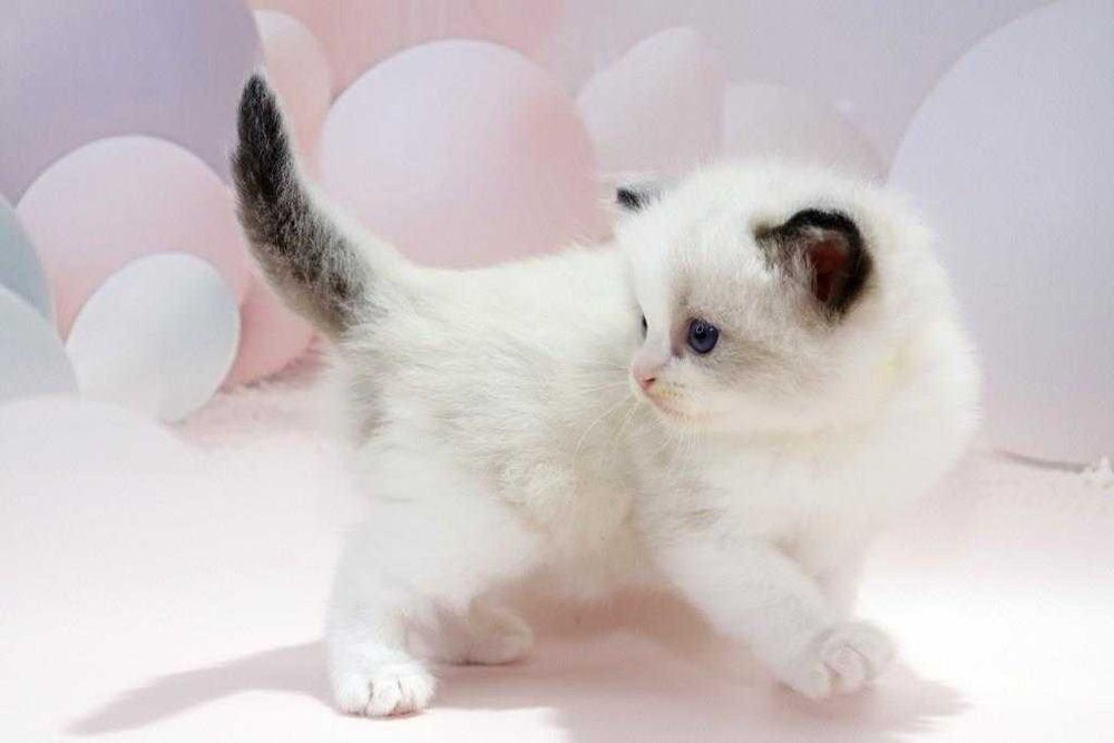 Чарівний блакитноокий котик чарівної породи -Ragdoll