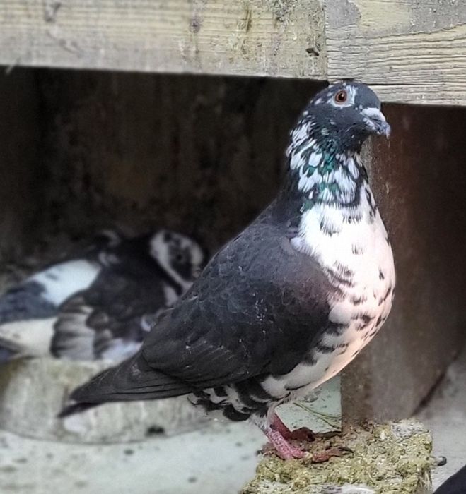 Samice gołębie pocztowe 2025